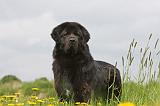 DOGUE DU TIBET 228